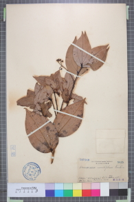Specimen thumbnail